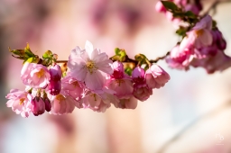 Körsbärsblommor i rosa och vitt